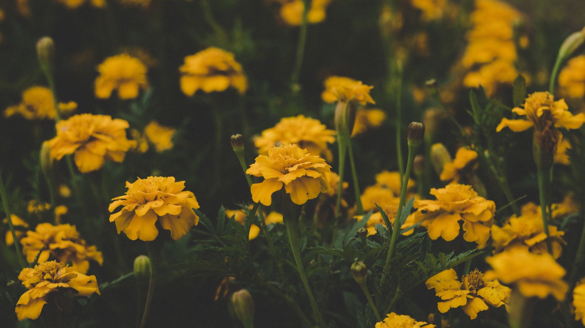 Ich habe die Zitronen-Studentenblume nur zur Deko in die Balkonecke gestellt: seit sie direkt neben meinem Stuhl steht, si...