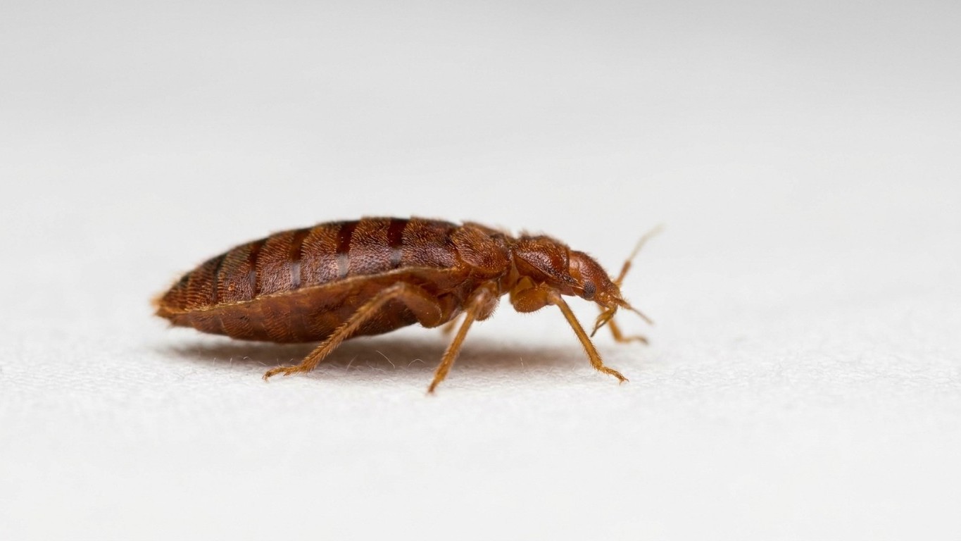 Ich habe nur meine eigene Wohnung gegen Bettwanzen behandeln lassen: drei Wochen später klingelte die Nachbarin von unten ...
